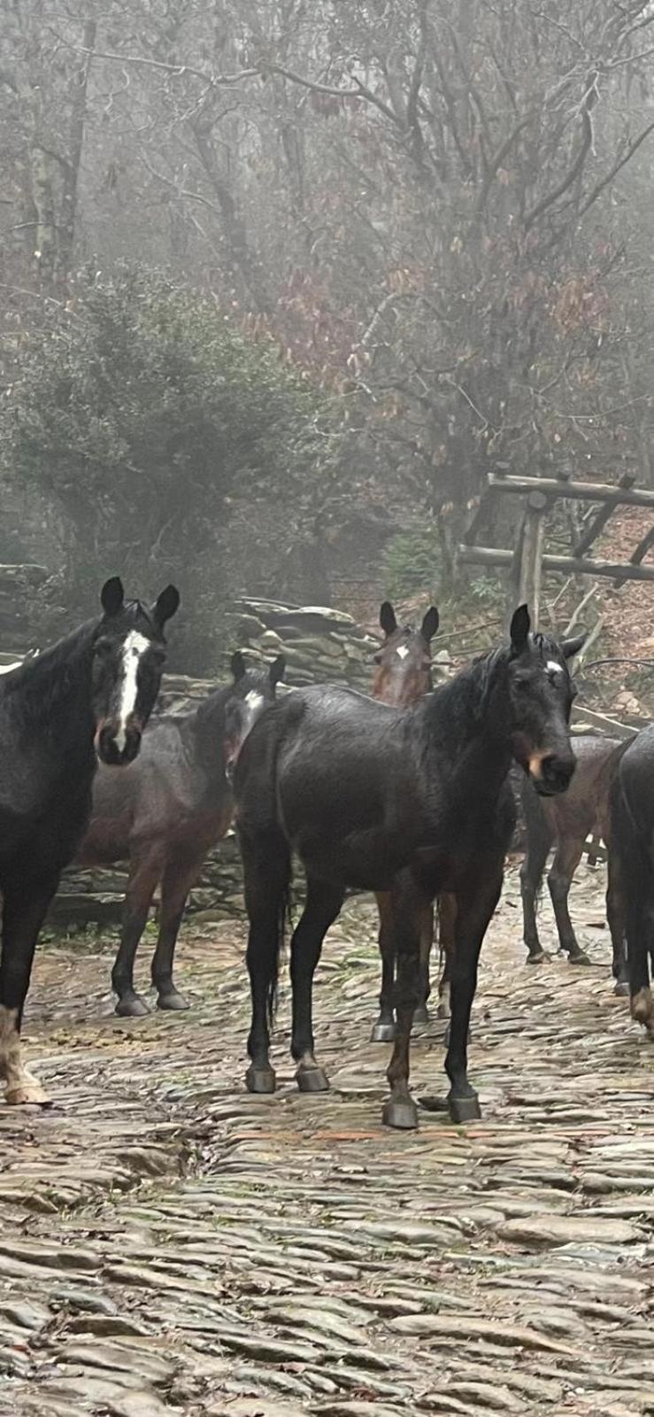 Centro Trekking A Cavallo Monte Brugiana Guest House Massa  Luaran gambar