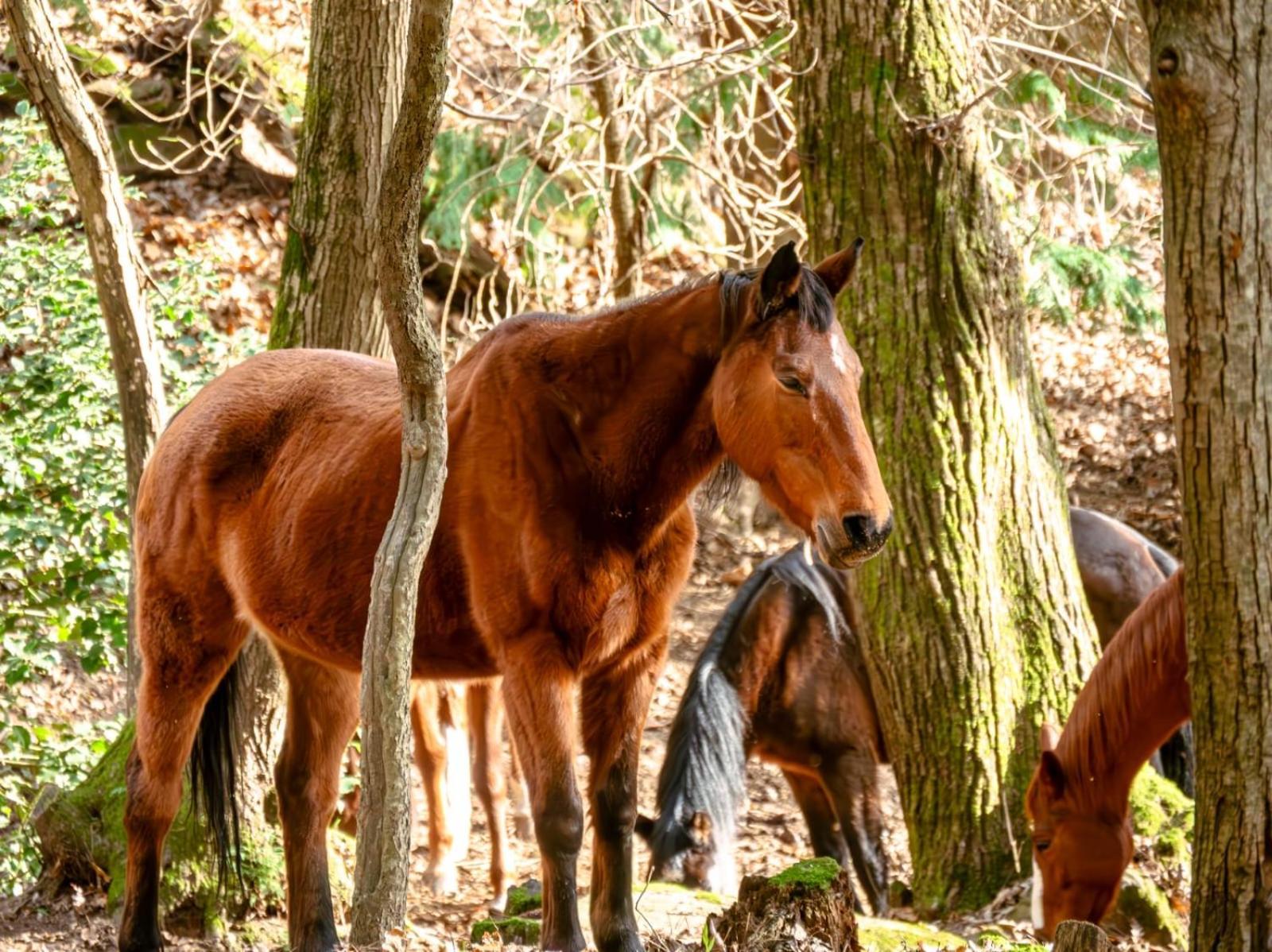 Centro Trekking A Cavallo Monte Brugiana Guest House Massa  Luaran gambar