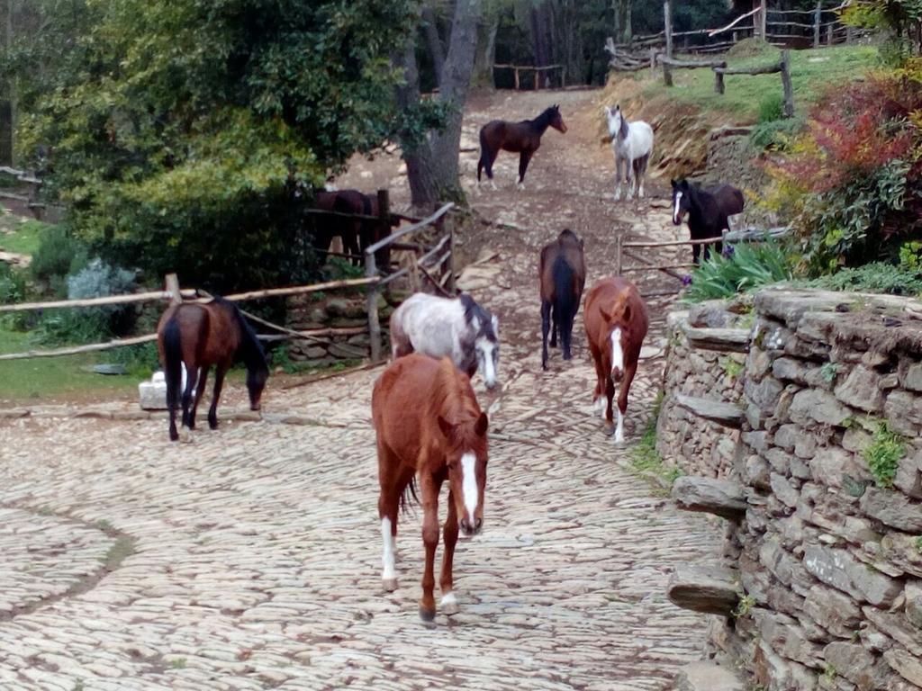Centro Trekking A Cavallo Monte Brugiana Guest House Massa  Luaran gambar