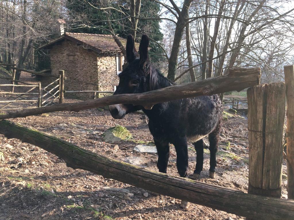 Centro Trekking A Cavallo Monte Brugiana Guest House Massa  Luaran gambar